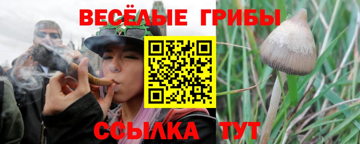 Псилоцибиновые грибы Psilocybine cubensis  Вход с VPN  Псилоцибиновые грибы прущие грибы  Карталы 